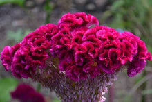 Celosia Crested Cockscomb Mix Seeds for a colorful addition to any planting