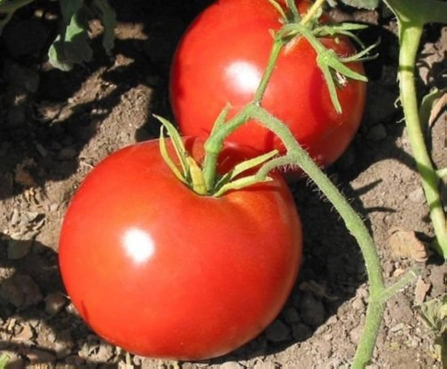 Boxcar (Willie Mid-Season Tomato Seeds – Rich Flavor & Heavy Production) for planting in garden