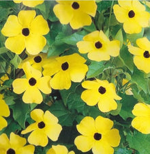 Black-Eyed Susan Seeds for a colorful addition to any planting