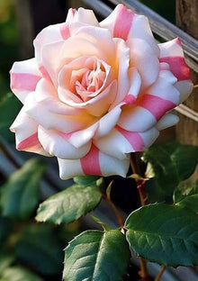 Rare Rose Rosa Species Seeds for seasonal color across the Flower Bed & Home Garden