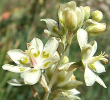 Deathcamas flower Seeds (Zigadenus elegans) for a lasting display in the natural landscapes or open gardens