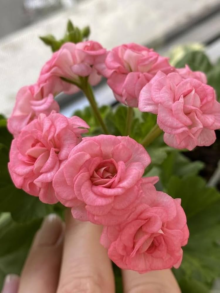 Geranium Flower ��������� Pelargonium spp. ��������� for planting in pink garden