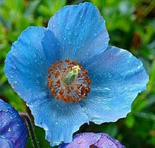 Meconopsis Seeds (Meconopsis spp.) for a lasting display in the flower beds and cottage gardens