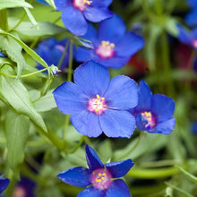 Blue Pimpernel Seeds for a bright addition to the Vibrant Blue Garden Flowers