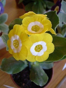 Primrose Seeds (Primula spp.) for a bright addition to the Flower Bed & Home Garden
