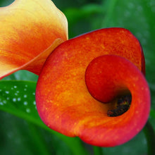 Calla Lily Seeds for a lasting display in the Flower Bed & Garden