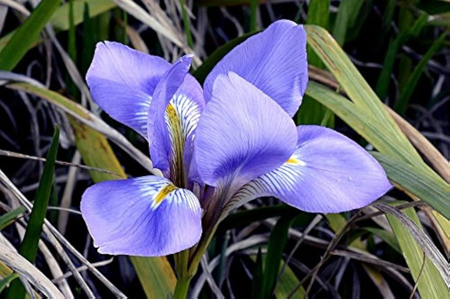 Novelty Iris Butterfly Flower Orchid Plant - for planting in home garden