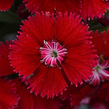 Dianthus Ideal Series violet picotee flower seeds for vibrant garden borders