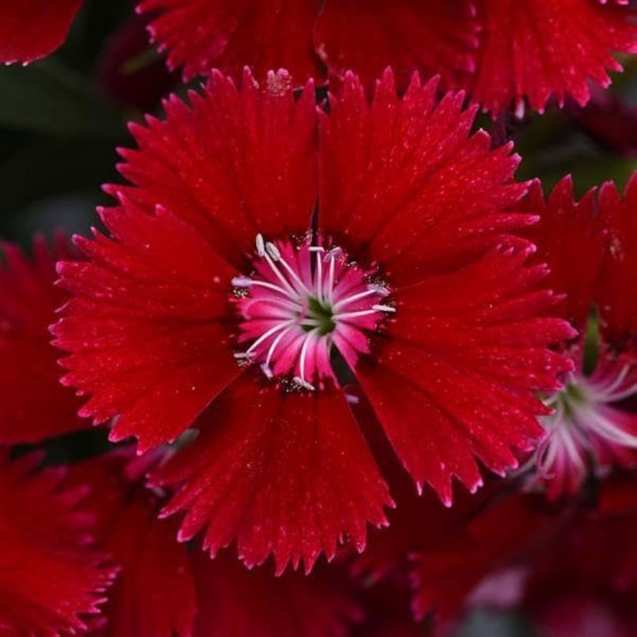 Dianthus Ideal Series violet picotee flower seeds for vibrant garden borders