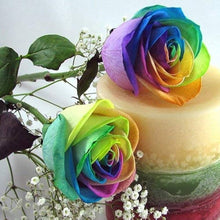 Rainbow Rose Rosa hybrida burgundy flower seeds for home garden and decorative use - for planting in home garden