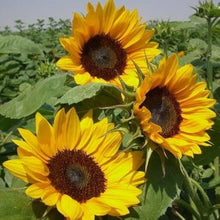 Sunflower Seeds valued for red Gardening