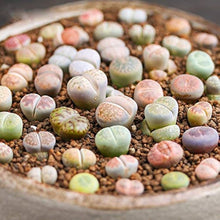Succulent Lithops Seeds for low-maintenance growing in the Mixed Garden