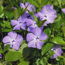Catharanthus Roseus Periwinkle Seeds for a lasting display in the Flower Bed