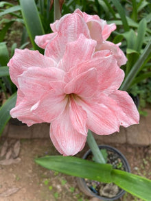 Yellow Sunrise Amaryllis Hippeastrum Bulbs for Planting in Flower Bed & Garden Seeds for growers filling out the Flower Bed & Garden