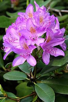 Azalea Rhododendron Simsii Seeds for a bright addition to the Backyard Shaded Borders