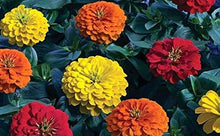 California Giant Zinnia (Zinnia Elegans Seeds valued for giant Colorful Blooms