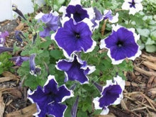 Variety Flix Mix Petunia Seeds for growers filling out the Flower Bed & Garden