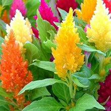 Celosia Fresh Look Orange Seeds for a homegrown harvest from the flower bed garden