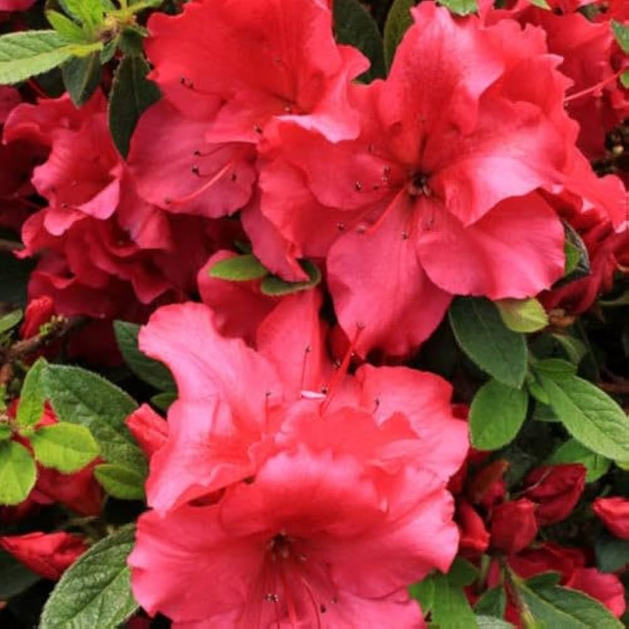 Azalea Rhododendron spp. flower seeds for planting in home garden borders or shaded landscaping - for planting in home garden
