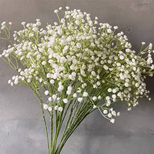 Gypsophila Sky Star Seeds known for bonsai & Indoor Dried Flowers