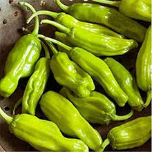 Golden Greek Pepperoncini Seeds valued for mild, Tangy Peppers