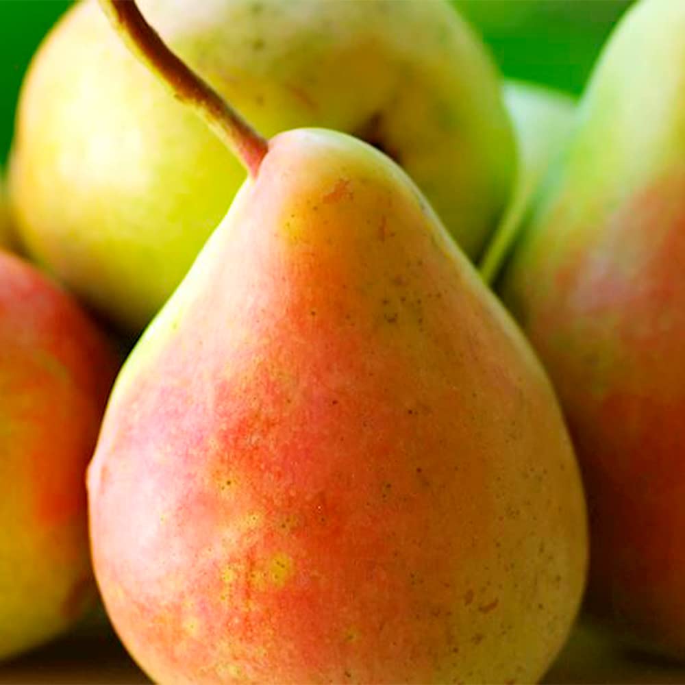 Bartlett Pear Pyrus Communis Seeds for planting in orchard