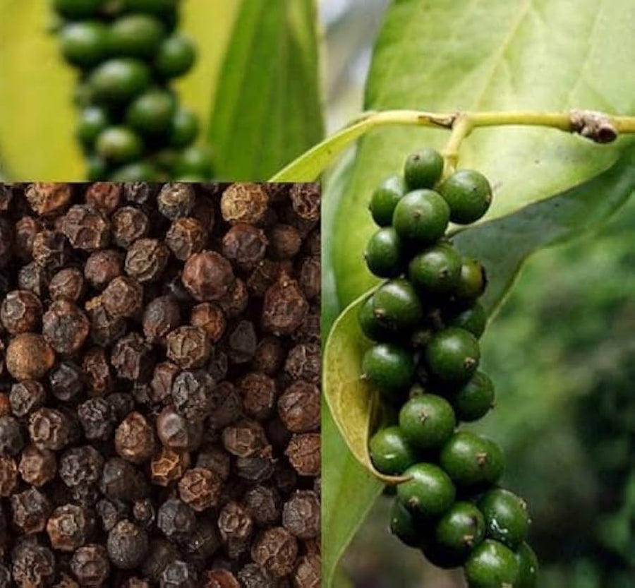 Black Hawk ornamental pepper seeds for bonsai garden decoration