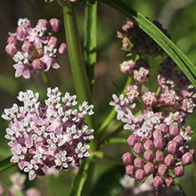 Narrow Leaf Milkweed Seeds (Asclepias fascicularis) for growers filling out the Butterfly Garden