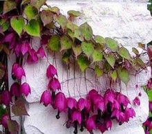 Rhodochiton Bell Vine flower Seeds for training up trellises and fences