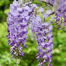 Light Purple Aromatic Flower Tree Seeds for a lasting addition to the landscape