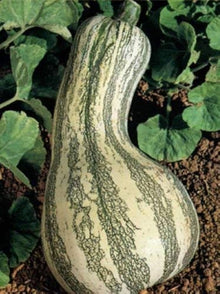 Cushaw Green Striped Pumpkin Seeds for home growers seeking a reliable harvest