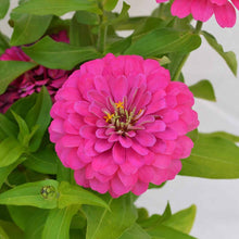 Bright Pink Zinnia Elegans Seeds valued for long-Lasting Color