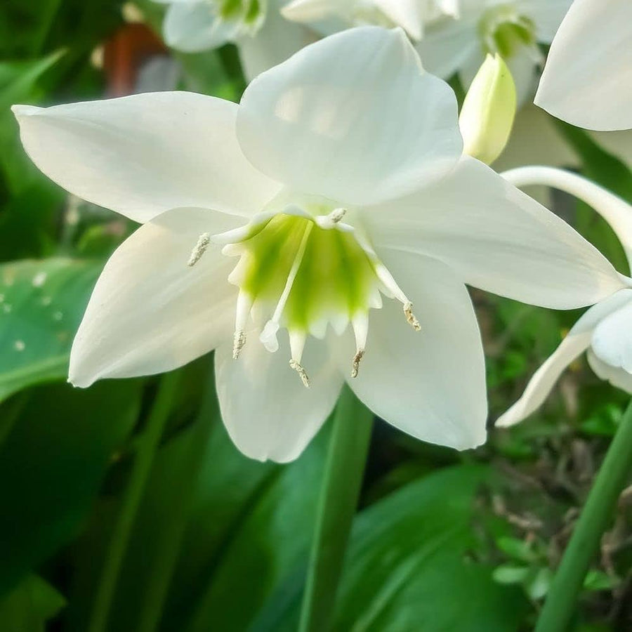 Germer Lily Cardiocrinum giganteum for planting in perennial garden