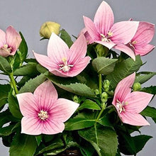 Pink Astra Balloon Flower Rare Perennial - for planting in home garden