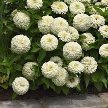 Zinnia Belyy Mishka Zinnia Elegans Seeds for seasonal color across the Flower Bed & Urban Garden