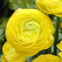 Ranunculus Asiaticus Seeds (Ranunculus asiaticus) for reliable seasonal color
