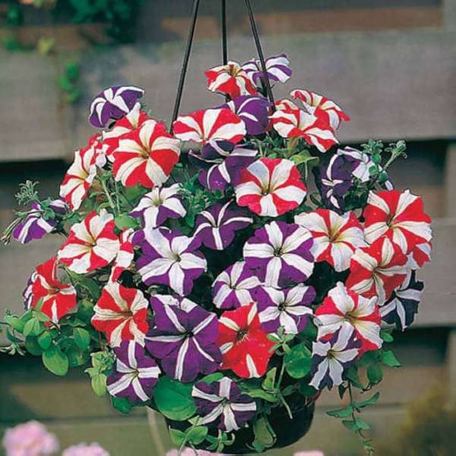 Petunia Liesl Tri-color Annual Seeds for reliable seasonal color