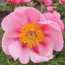 Salmon Mask Alonsoa Seeds for reliable seasonal color