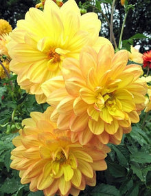 Yellow Dahlia Seeds (Dahlia pinnata) for colorful blooms in the Potted Flower Bed