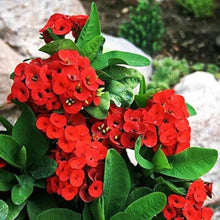 Euphorbia Seeds for colorful blooms in the Light Green Garden