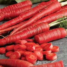 Carrot Daucus Carota Seeds for growers stocking a kitchen garden