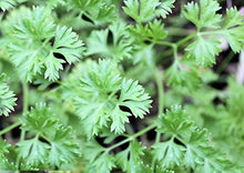 Italian Parsley Seeds for a fragrant addition to the herb patch