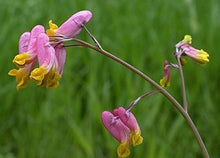 Plant Seeds (Corydalis sempervirens) for growers seeking a long-blooming display