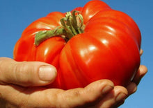 Red Seeds (Beefsteak tomato) valued by growers for slicing