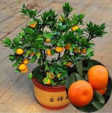Giant orange pear fruits grown from rare Chinese seeds with sweet, juicy flesh