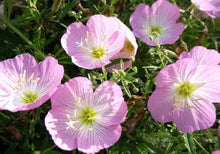 Evening Primrose White Seeds for colorful blooms in the Night Gardens