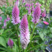 Celosia Piumato Pink Flamingo Seeds for reliable seasonal color