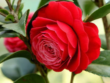 Camelia hybrid tomato seeds