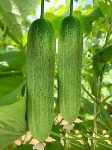 Straight Eight Cucumber Seeds valued by growers for year-Round Harvesting