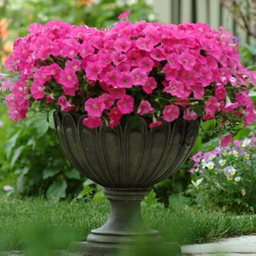 Shock Wave rose petunia pelleted seeds